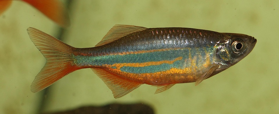 Danios Delight: The Colorful Charmers of Your Aquarium!