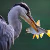 Decoding the Dance of Attraction: Unraveling the Secrets of Courtship Behavior Cues