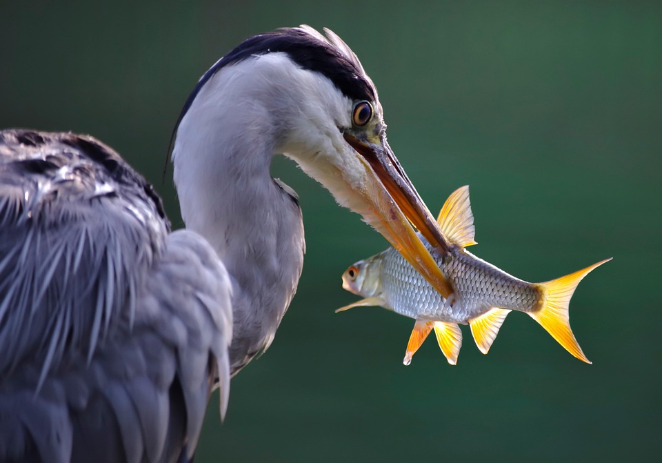 Decoding the Dance of Attraction: Unraveling the Secrets of Courtship Behavior Cues