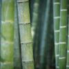 Discover the Amazing Bamboo Shrimp: Nature's Tiny Filter Feeders and Aquarium Superstars!