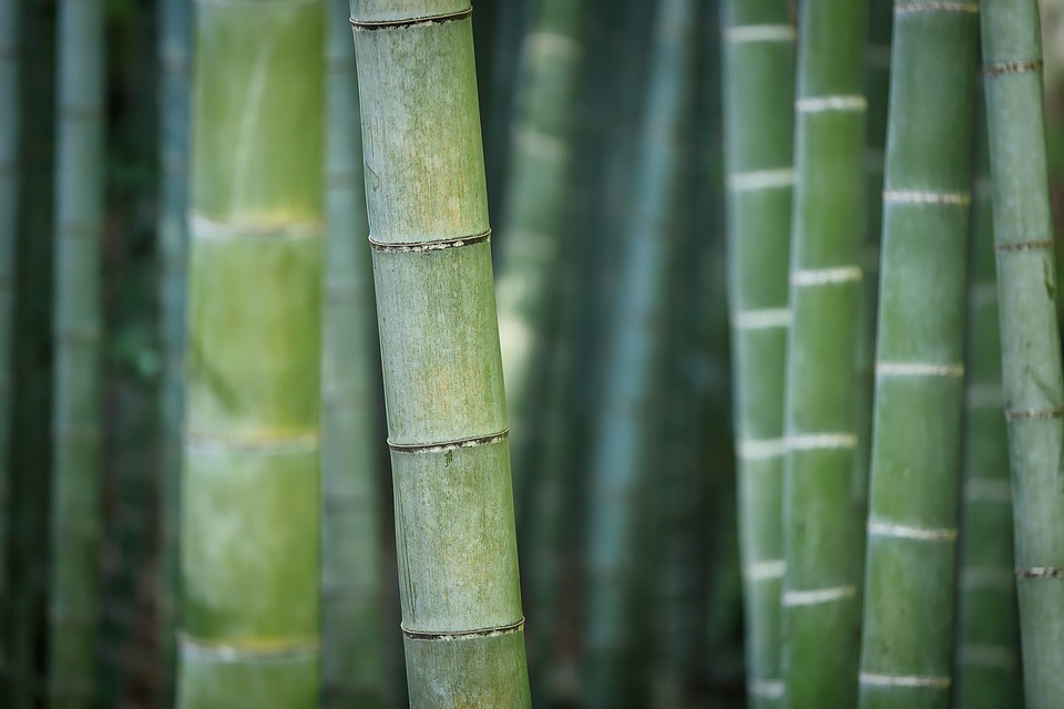 Discover the Amazing Bamboo Shrimp: Nature’s Tiny Filter Feeders and Aquarium Superstars!