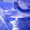 Discover the Charm of Bristlenose Plecos: The Ultimate Freshwater Cleanup Crew!