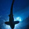 Discover the Fascinating World of Bala Sharks: A Guide to Care, Habitat, and Social Behavior