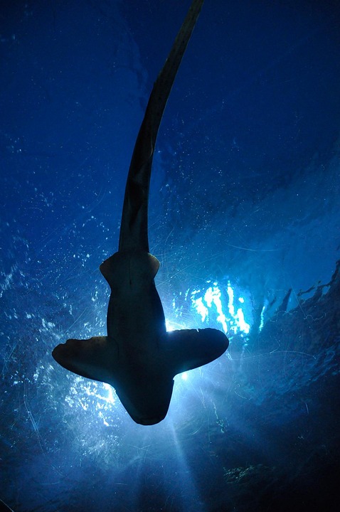 Discover the Fascinating World of Bala Sharks: A Guide to Care, Habitat, and Social Behavior