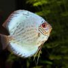 Discover the Vibrant World of Discus Fish: A Beginner's Guide to the King of the Aquarium!