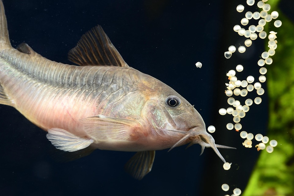 Discovering the Bronze Corydoras: The Charming Bottom-Dwellers of Your Aquarium