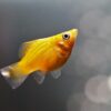 Discovering the Fascinating Breeding Habits of Mollies: Nature's Aquatic Love Stories