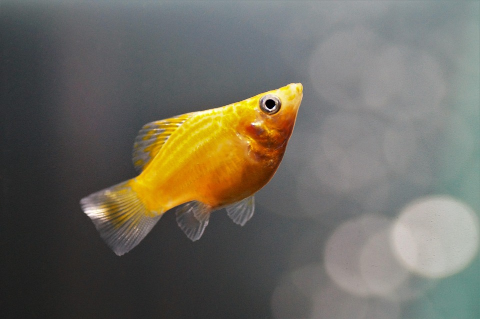 Discovering the Fascinating Breeding Habits of Mollies: Nature’s Aquatic Love Stories