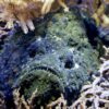 Elevate Your Aquarium: The Art and Science of Air Stone Placement for Optimal Airflow