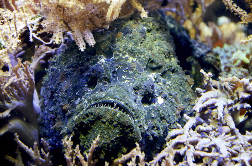 Elevate Your Aquarium: The Art and Science of Air Stone Placement for Optimal Airflow