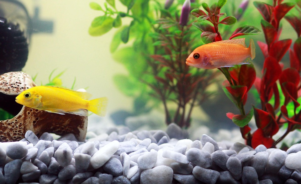 Enchanting Waters: The Colorful World of Anabantoids
