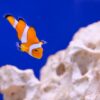 Exploring the Joyful World of Clown Loaches: Nature's Underwater Jesters!