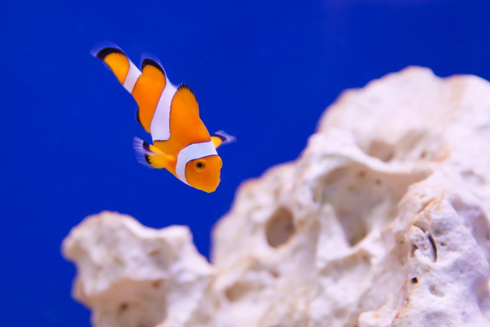 Exploring the Joyful World of Clown Loaches: Nature’s Underwater Jesters!