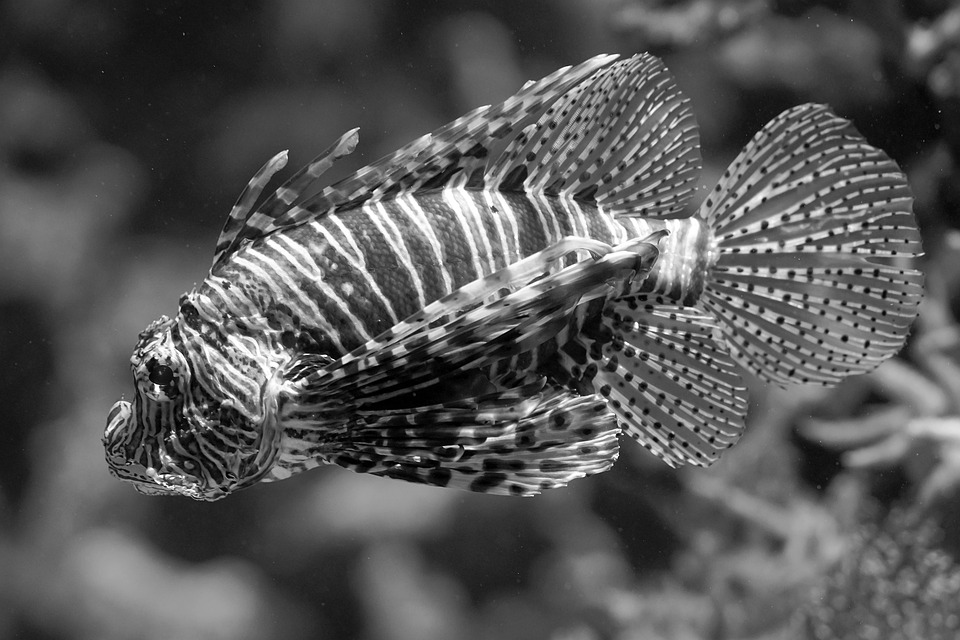 Fin-tastic Tips: Your Ultimate Guide to Preventing Fin Rot in Aquarium Fish