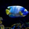 Finding the Perfect Match: A Comprehensive Guide to Angelfish Compatibility in Your Aquarium
