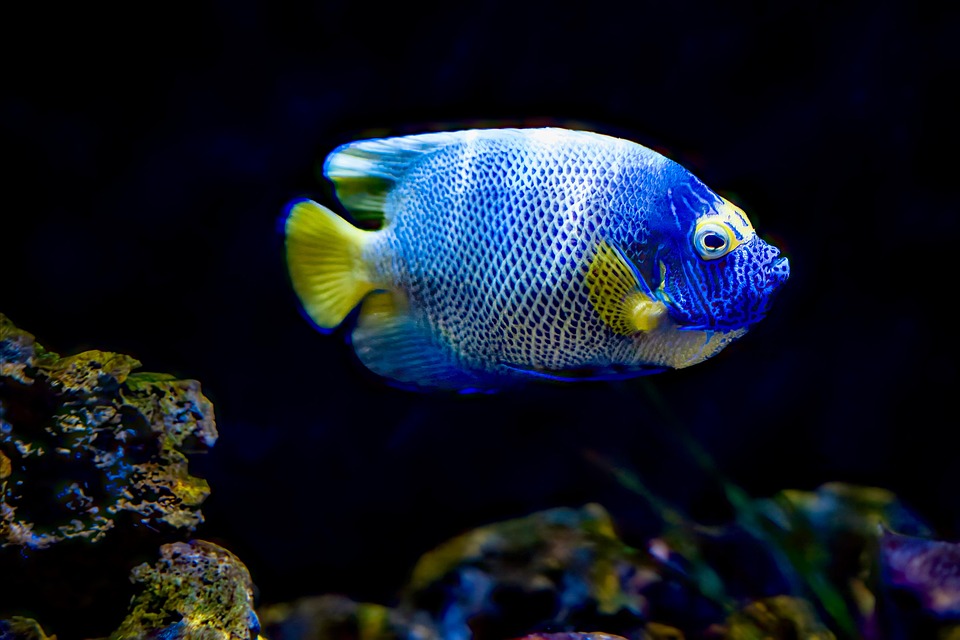 Finding the Perfect Match: A Comprehensive Guide to Angelfish Compatibility in Your Aquarium