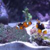 Finding the Perfect Partners: The Best Tank Mates for Your Barbs