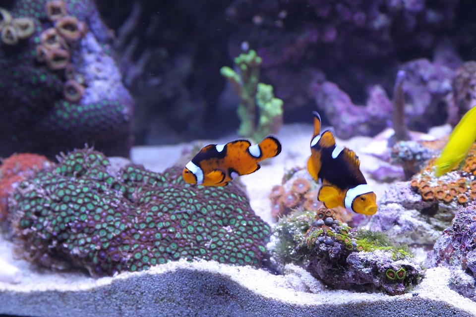 Finding the Perfect Partners: The Best Tank Mates for Your Barbs