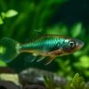 Finding the Perfect School: How to Choose the Ideal Group Size for Your Rasbora Fish