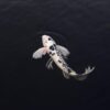 From Drab to Fab: Transforming Your Koi Pond into a Tranquil Oasis
