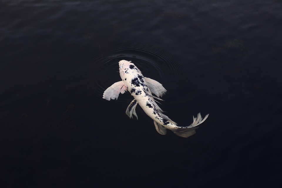 From Drab to Fab: Transforming Your Koi Pond into a Tranquil Oasis