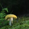 Fungus Fighters: 10 Essential Tips to Keep Your Home Mold-Free and Healthy!