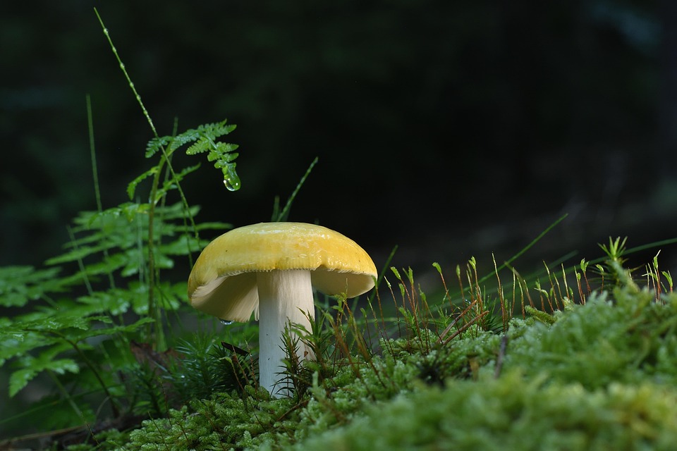 Fungus Fighters: 10 Essential Tips to Keep Your Home Mold-Free and Healthy!