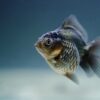 Goldfish in Style: Finding the Perfect Tank Size for Happy, Healthy Swimmers!