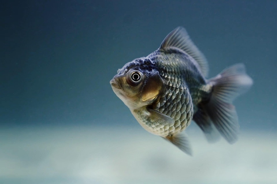 Goldfish in Style: Finding the Perfect Tank Size for Happy, Healthy Swimmers!