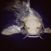 Hooked on Deception: The Fascinating World of Catfish and Their Crafty Tactics