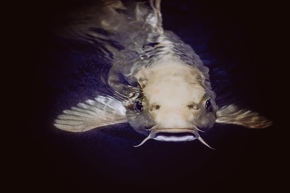 Hooked on Deception: The Fascinating World of Catfish and Their Crafty Tactics