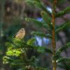 Love in the Wild: Unraveling the Intriguing Breeding Behaviors of Nature's Creatures
