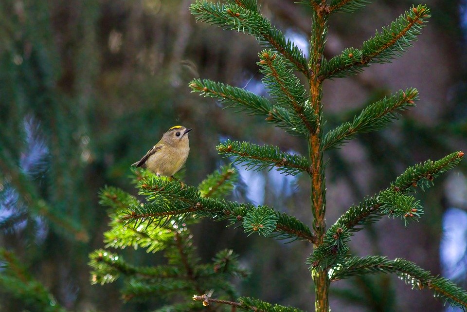 Love in the Wild: Unraveling the Intriguing Breeding Behaviors of Nature’s Creatures