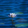 Mastering the Waters: Innovative Strategies for Floating Plant Control in Urban Lakes and Ponds