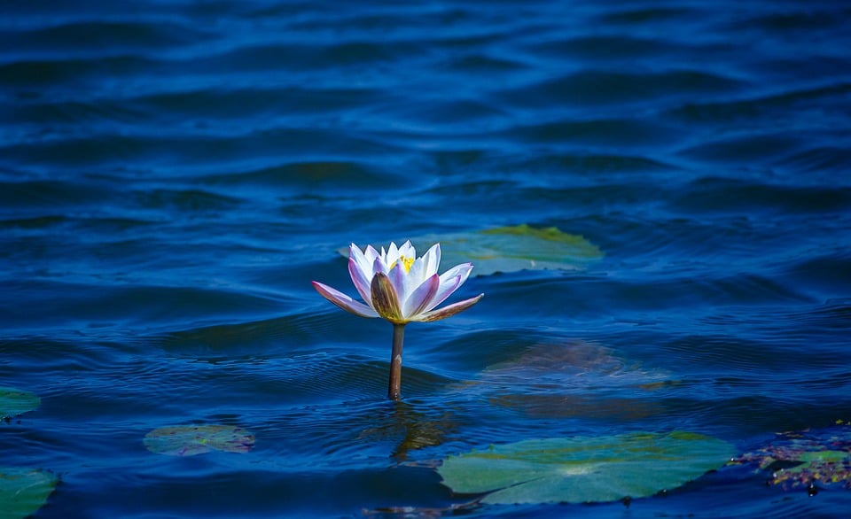 Mastering the Waters: Innovative Strategies for Floating Plant Control in Urban Lakes and Ponds
