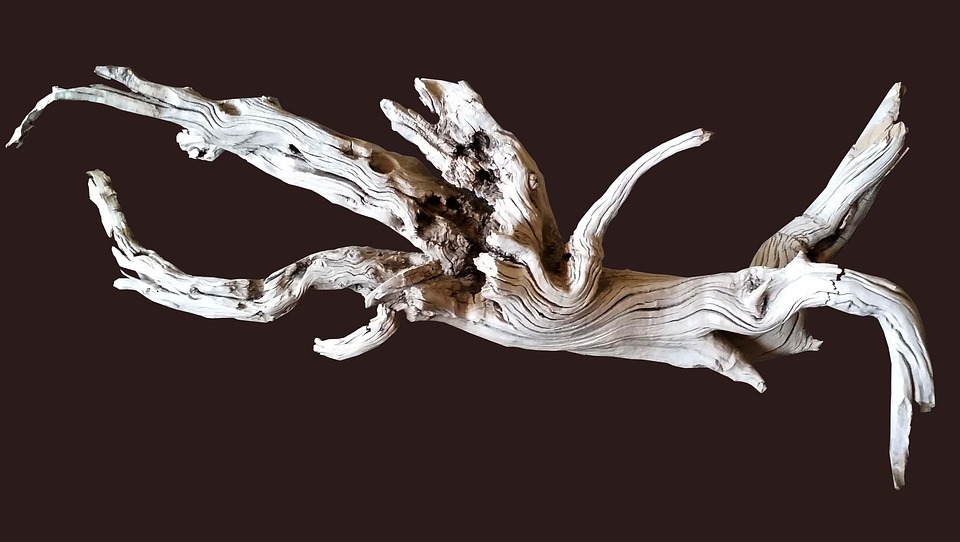 Nature’s Artisan: The Art and Science of Soaking Driftwood for Your Home Decor