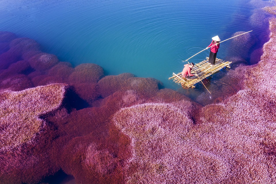 Nature's Neon: The Unseen Beauty and Risks of Algal Blooms