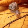 Nature's Tiny Terror: Uncovering the Secret Life of the Assassin Snail