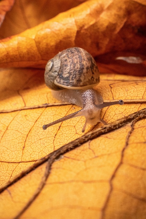 Nature’s Tiny Terror: Uncovering the Secret Life of the Assassin Snail