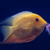 Reel in the Fun: A Beginner's Guide to Starting Your Own Freshwater Aquarium