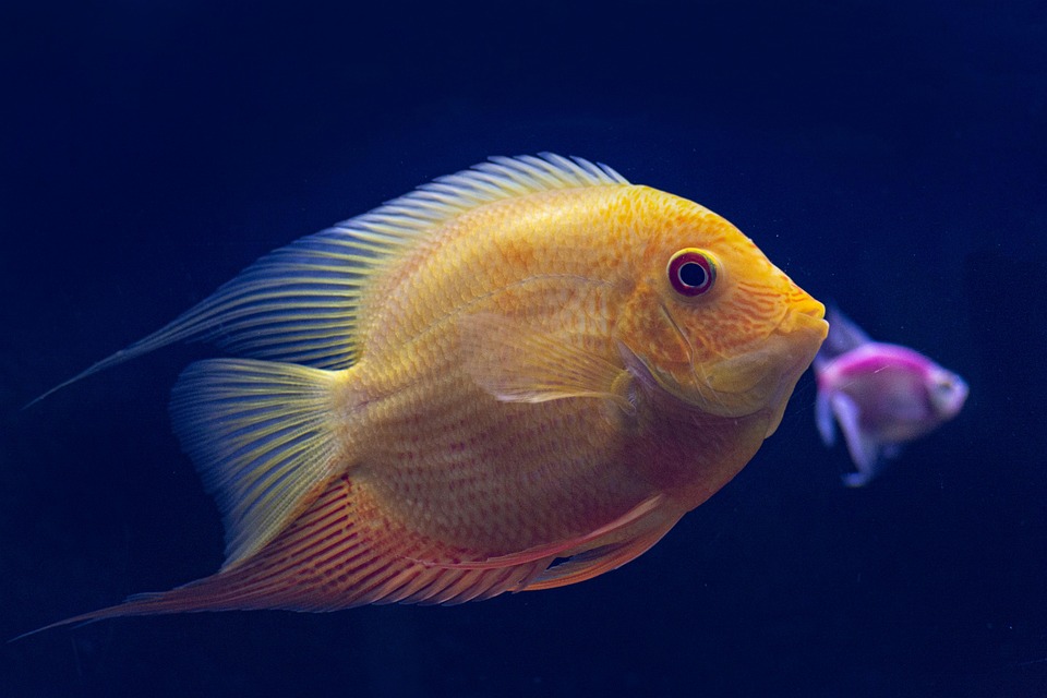 Reel in the Fun: A Beginner’s Guide to Starting Your Own Freshwater Aquarium