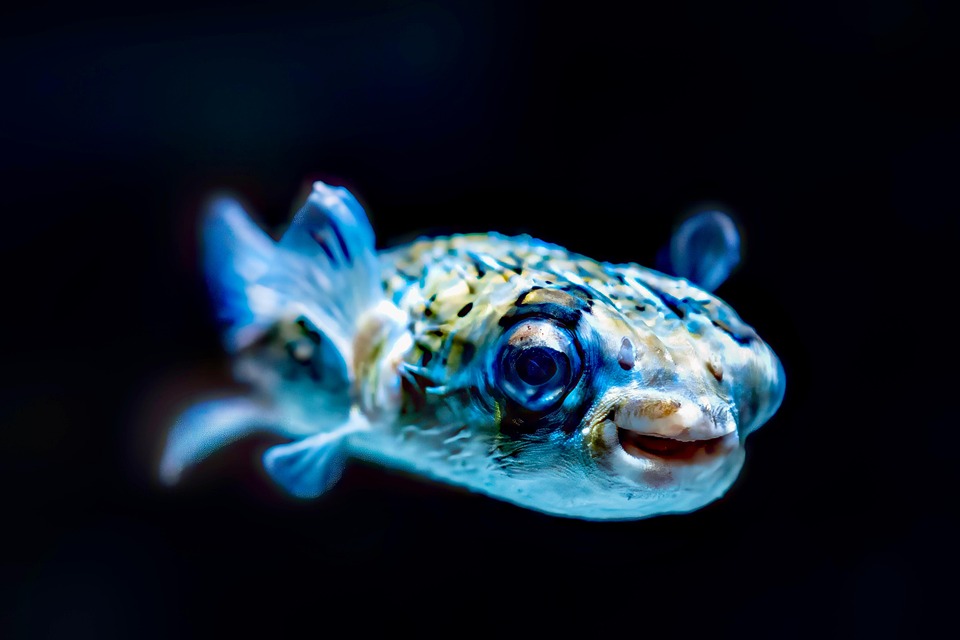 Rising to the Surface: Your Guide to Swim Bladder Recovery for Healthy Fish