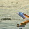 Surface Skimming: Unlocking the Secrets of Nature’s Hidden Wonders