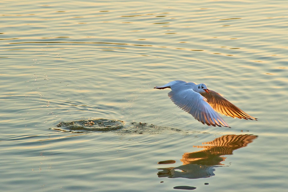 Surface Skimming: Unlocking the Secrets of Nature’s Hidden Wonders