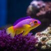 Transforming Your Space: The Art and Science of Creating a Stunning Aquarium Oasis
