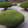 Trim to Thrive: The Ultimate Guide to Pruning Your Plants for Lush Growth