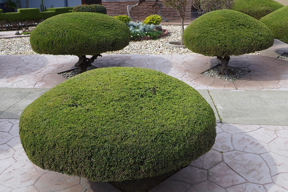 Trim to Thrive: The Ultimate Guide to Pruning Your Plants for Lush Growth