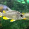 Understanding Cichlid Aggression: Decoding the Feisty Personalities of Your Aquarium's Stars
