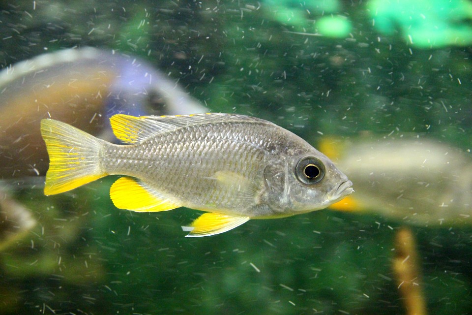 Understanding Cichlid Aggression: Decoding the Feisty Personalities of Your Aquarium's Stars