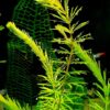 Underwater Eden: Creating a Lush Aquascape with the Best Aquarium Plants